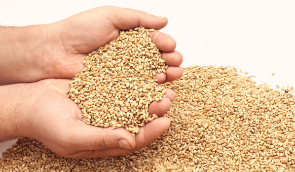  «زكاة الفطر».. الفريضة