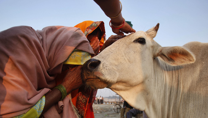 بعد «أضحية العيد»..