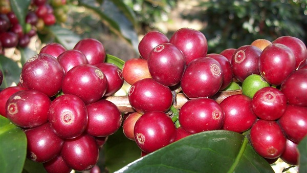  البن اليمني