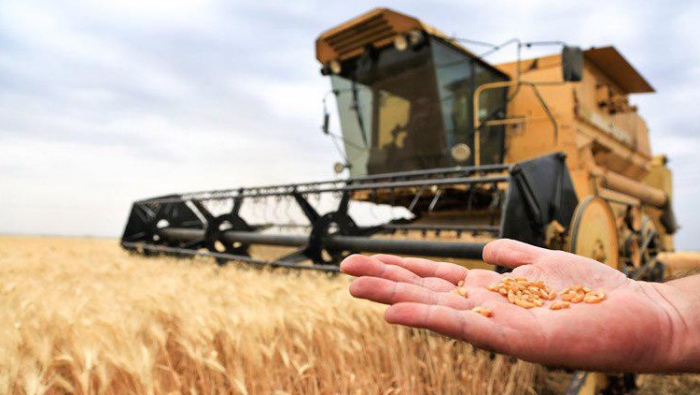 تصدير القمح