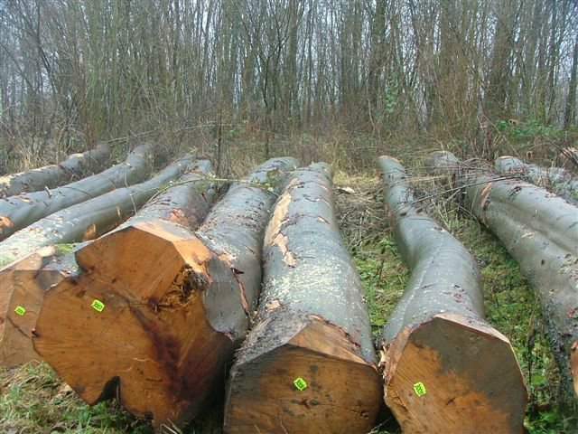 «الخشب الأفغاني»..