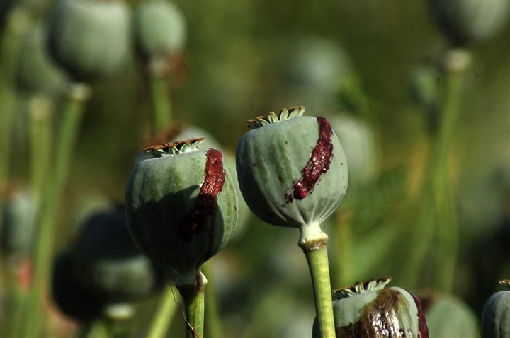 أفغانستان «تائهة»..