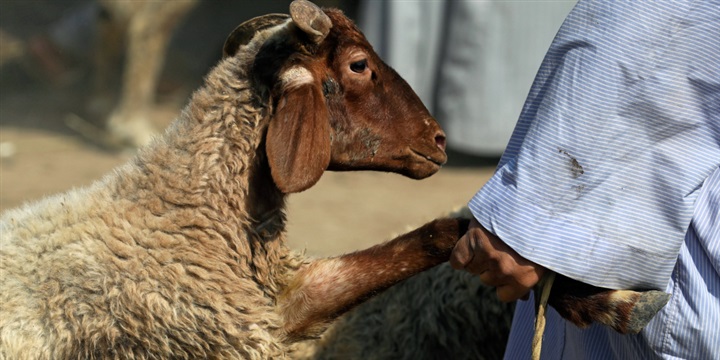 «عيدية الجبهات»..